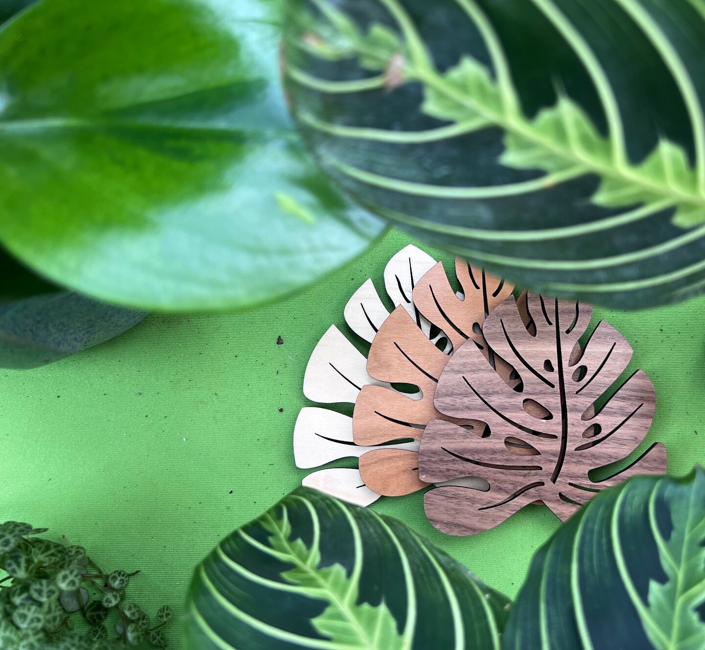 philodendron 'malay gold' Golden Orlando Philodendron (Golden Goddess/Malay Gold)
