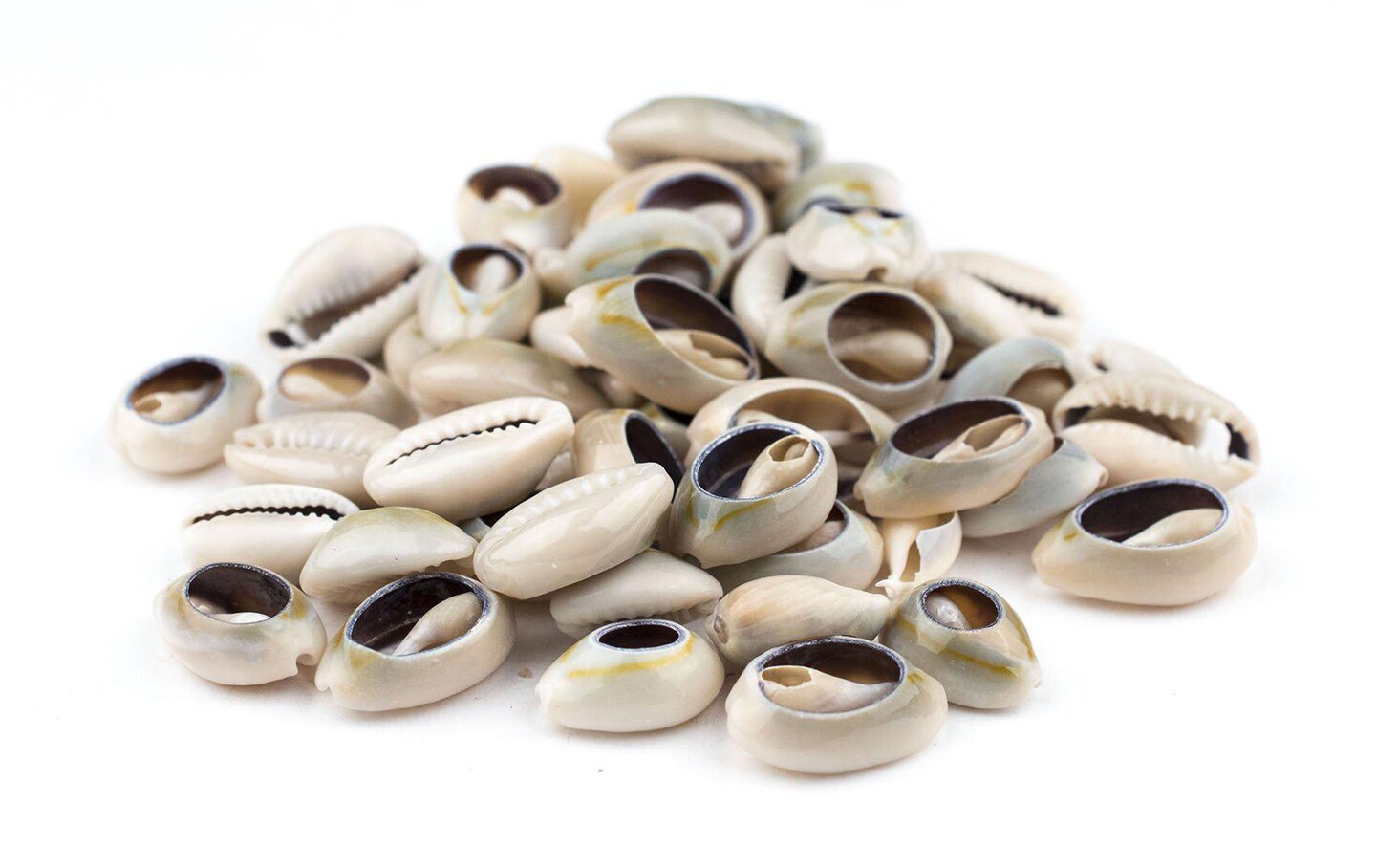 The Bead Chest Cowrie Shells (Medium) - Approx 50 Pieces - White, Natural - Jewelry Making, Craft Projects, Artistic Use, Cultural Adornments