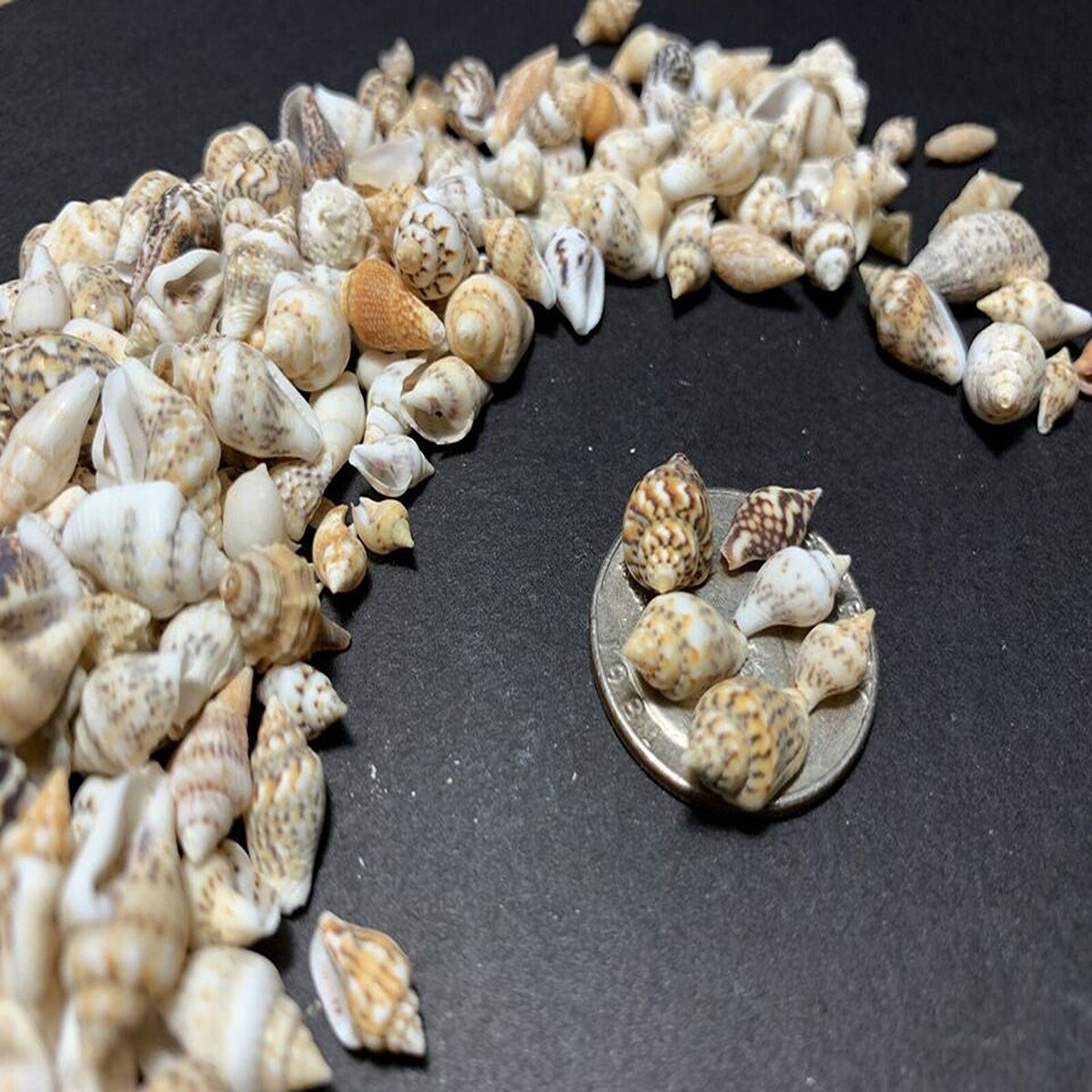 Mini Charming Seashells Mix