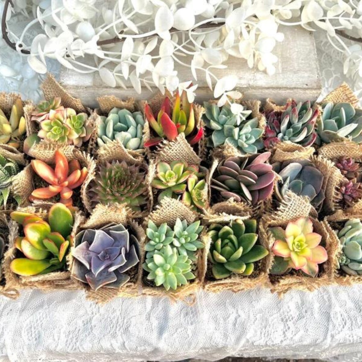 Live Succulent Favors in Burlap - Baby Shower Favors, Wedding and Party  Favors | MakerPlace by Michaels