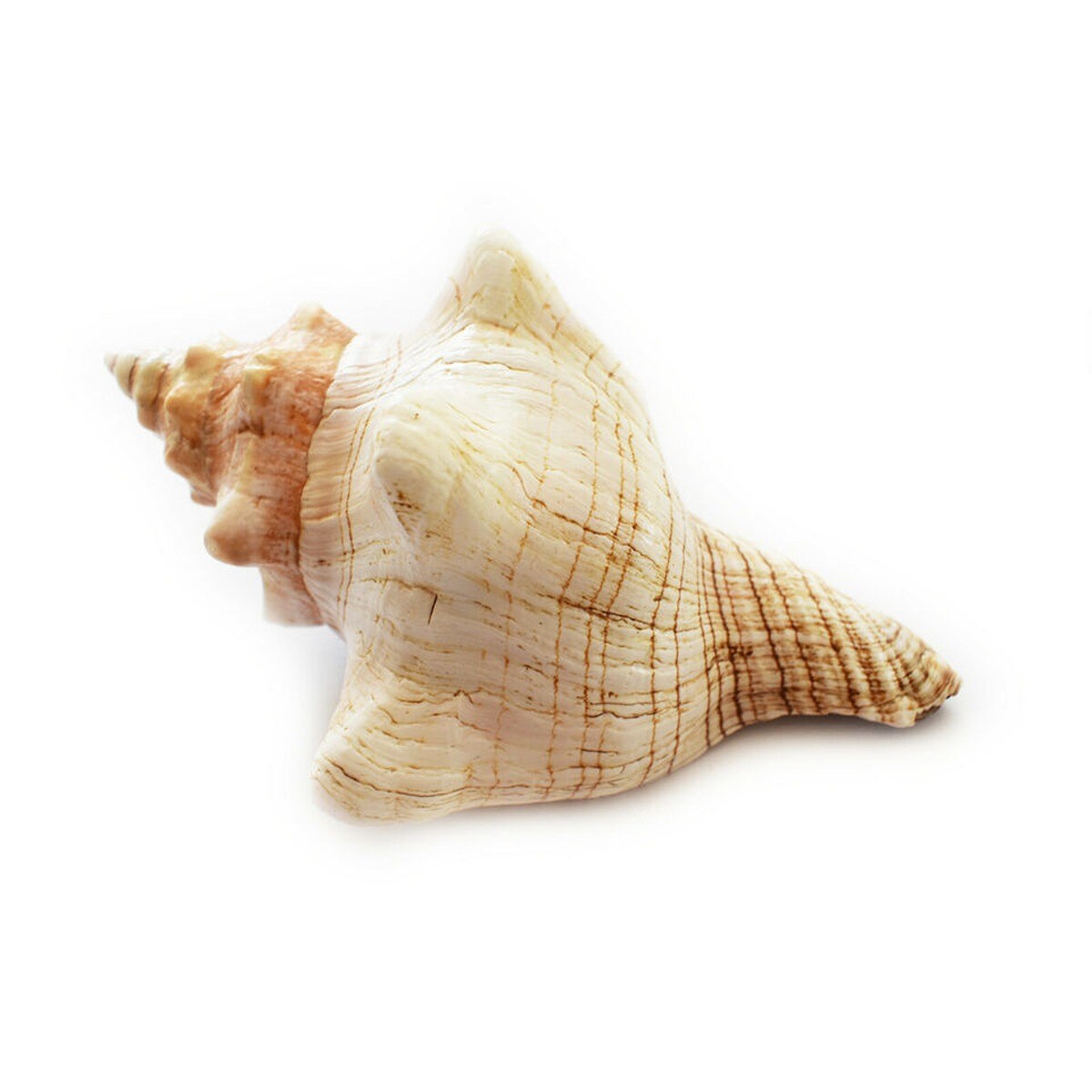 5 Inches Striped Fox Conch Shells