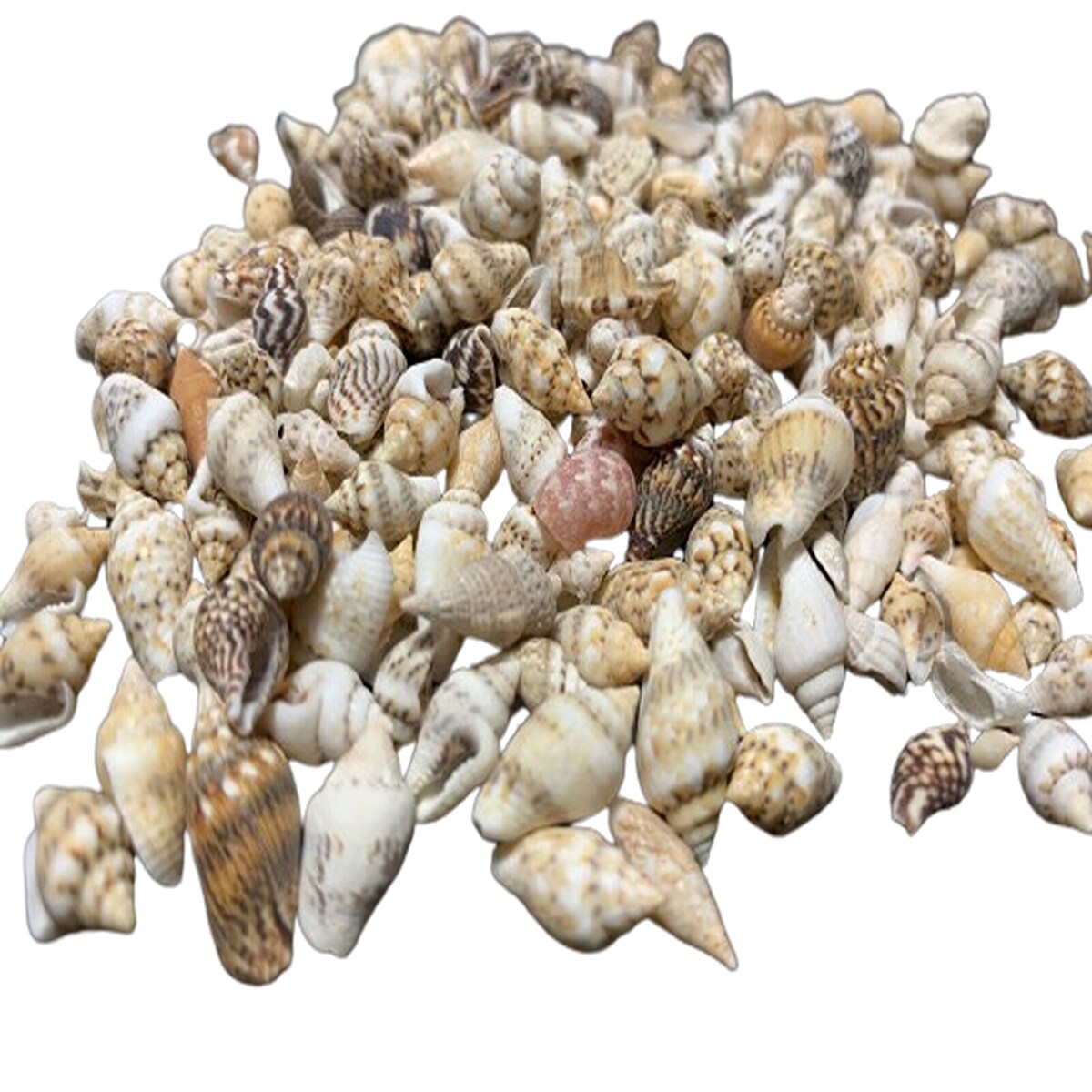 Mini Charming Seashells Mix