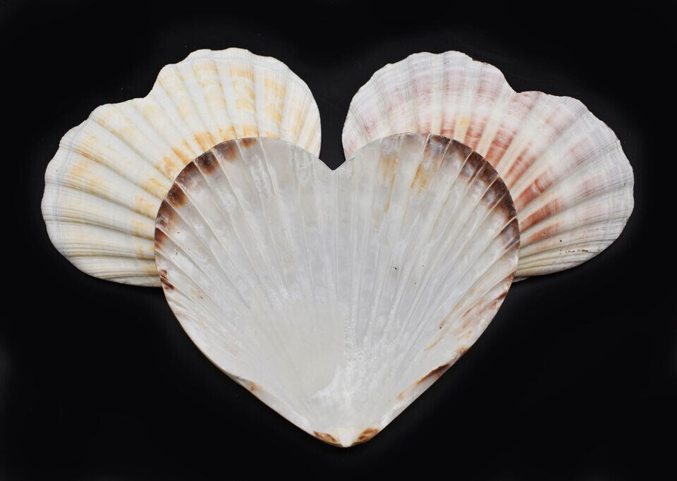 4 Inches Natural Heart Shaped Scallop Shells