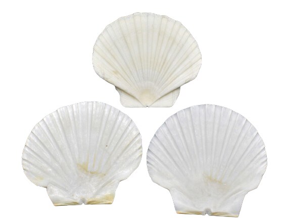 4 Inches Vast Irish Scallop Shells 3 Set