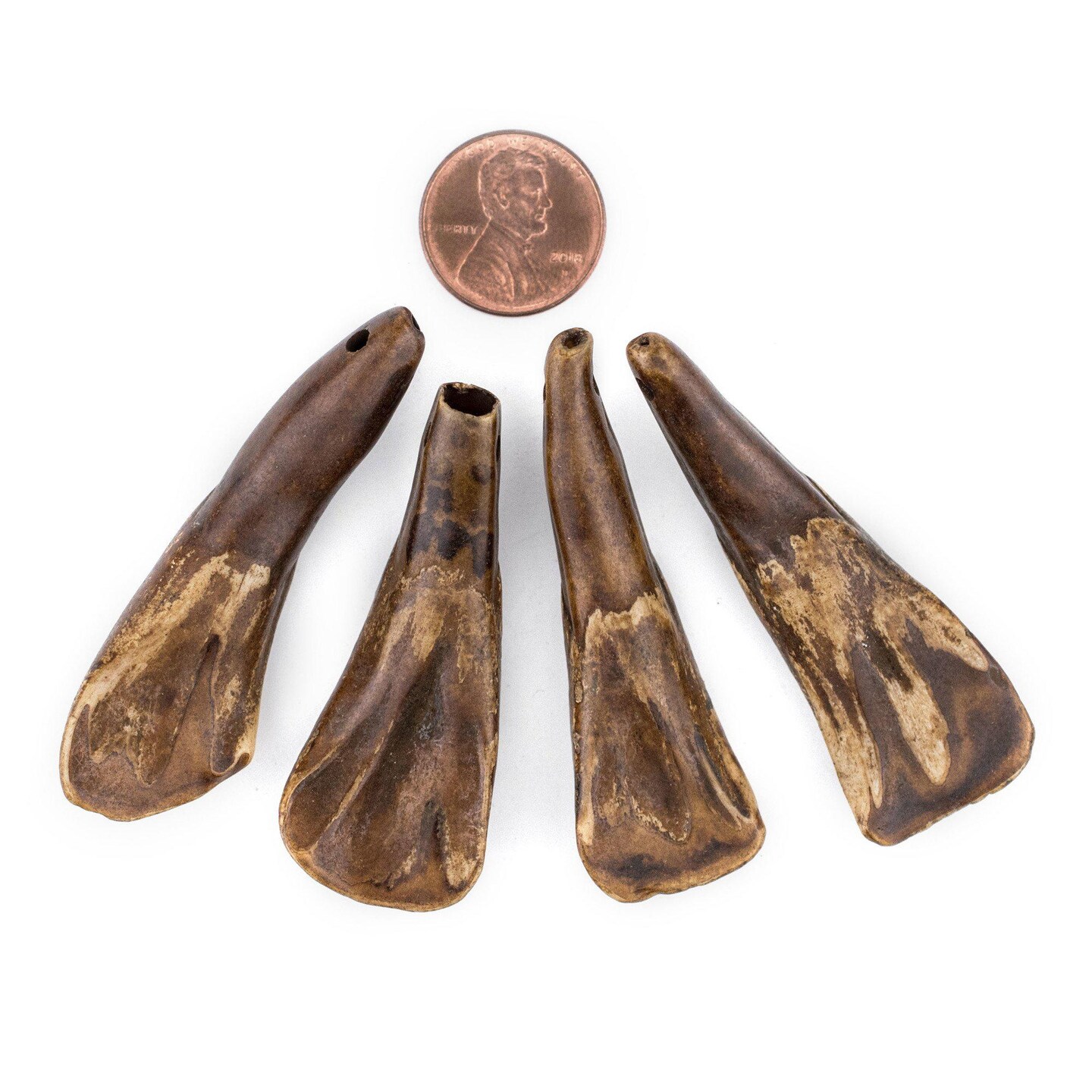 TheBeadChest Brown Water Buffalo Tooth Pendants Set of 4 Nepal Bone Large Hole