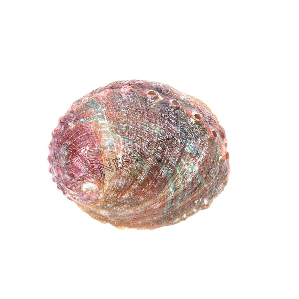 NESSA STORES 5 Inches Threaded Abalone Sea Shell