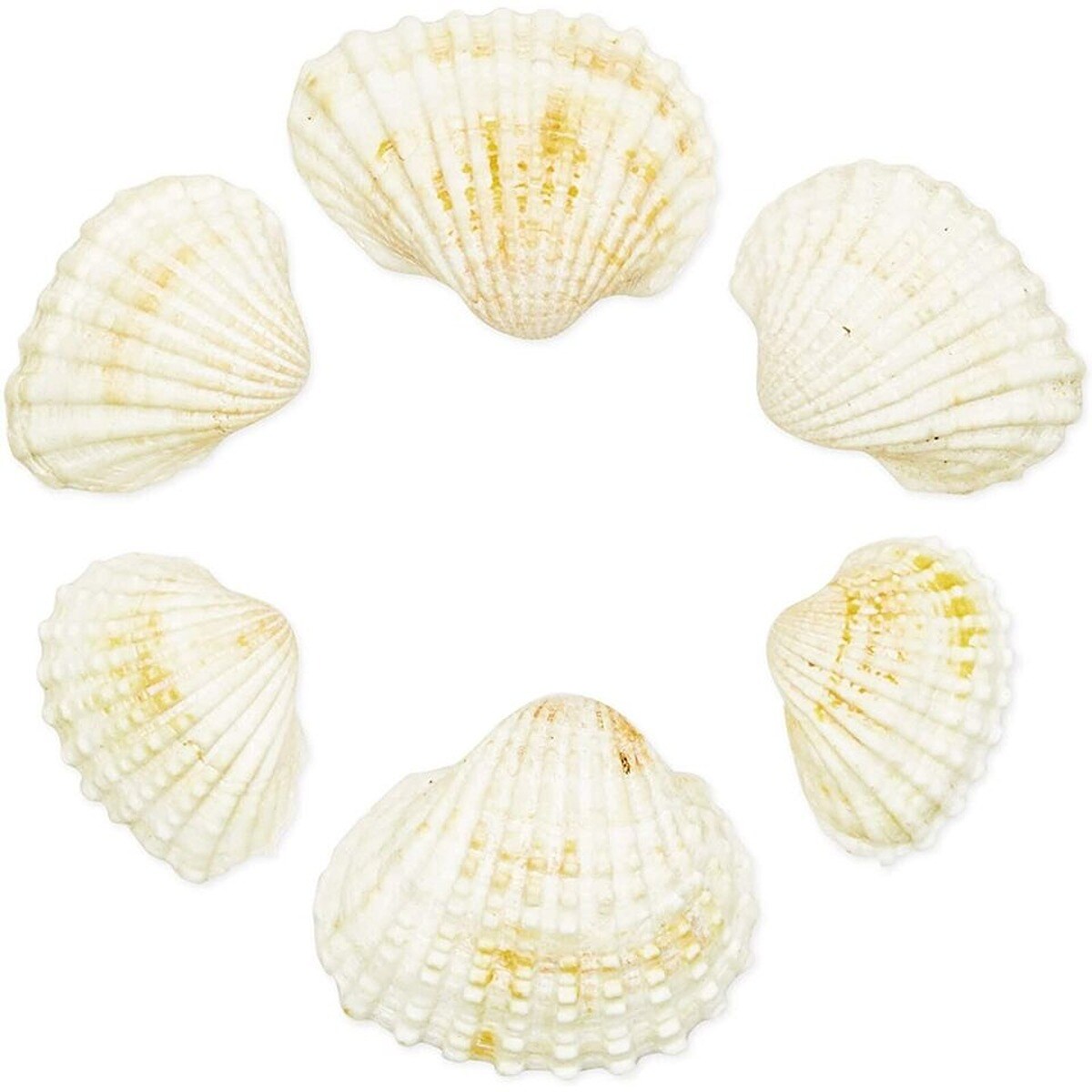 Unpigmented Beach Seashells 200 pcs