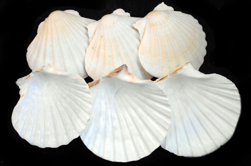 4.5 Inches Simple Baking Scallop Shells