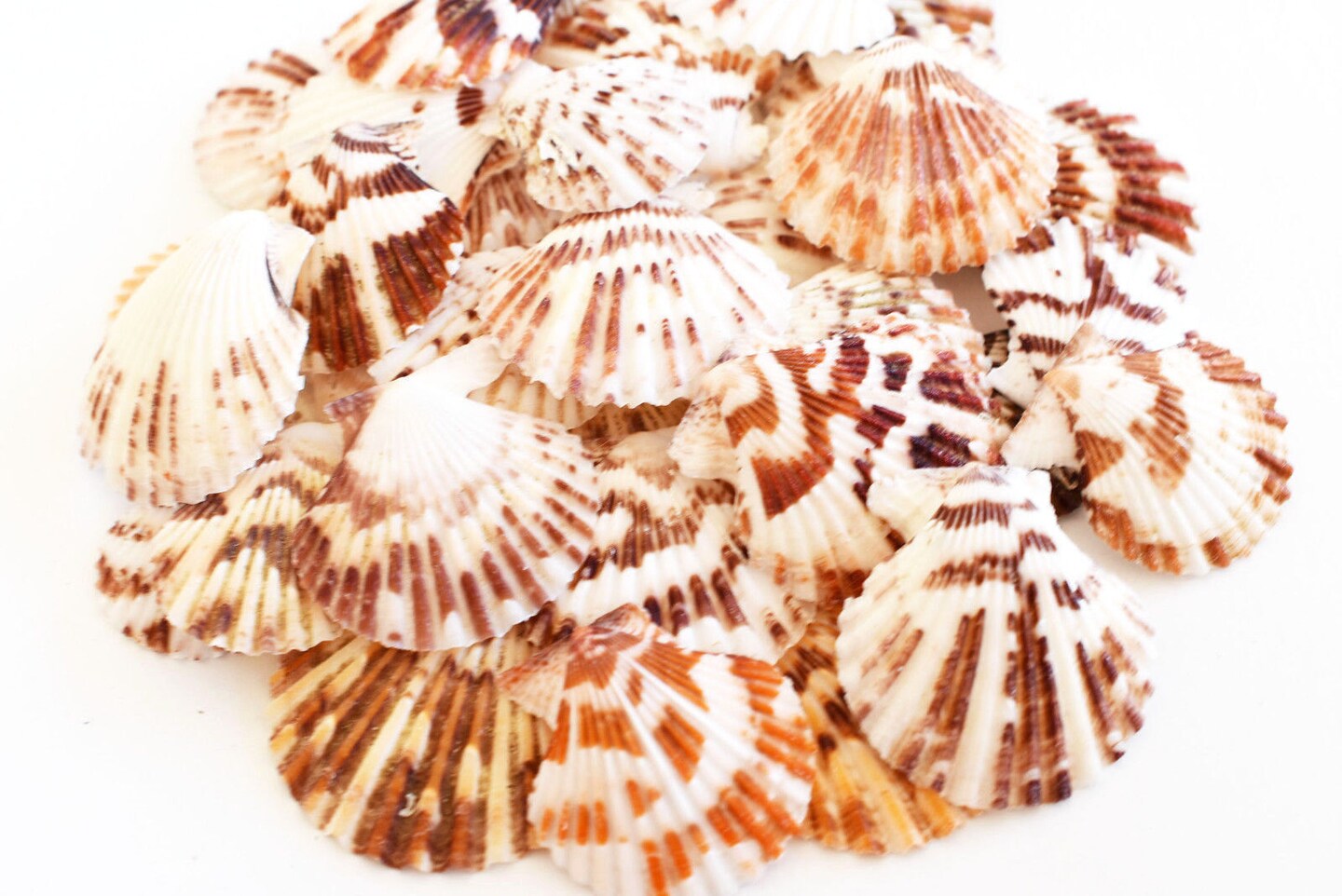 Giant White Irish Scallop Seashells - White Pectin Shells - Beach Wedding  Decor - California Seashell Company