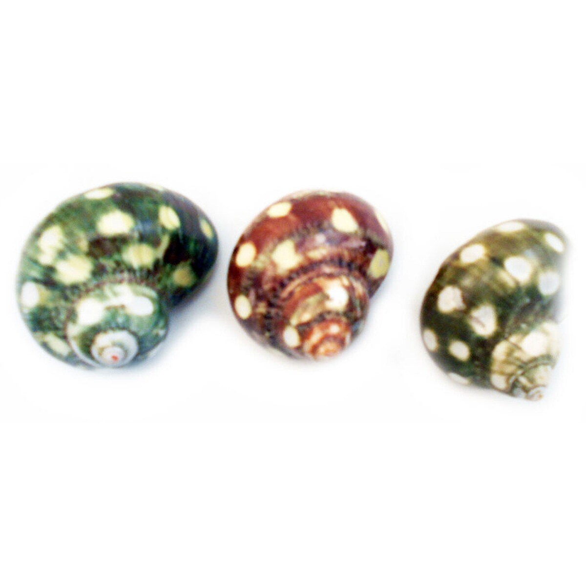 Huge Dappled Turbo Shells 3 pcs