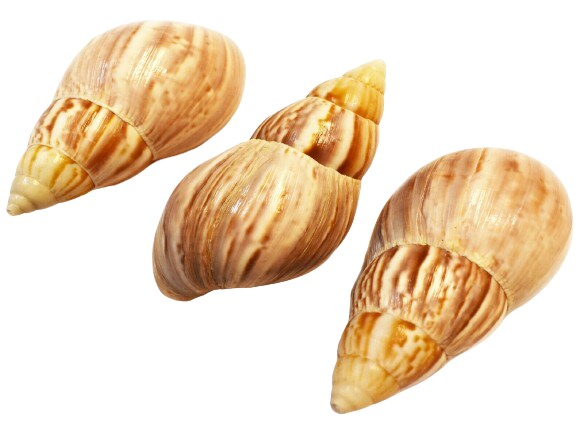 2 1/2 Inches Natural Land Snail Shells 3 pcs