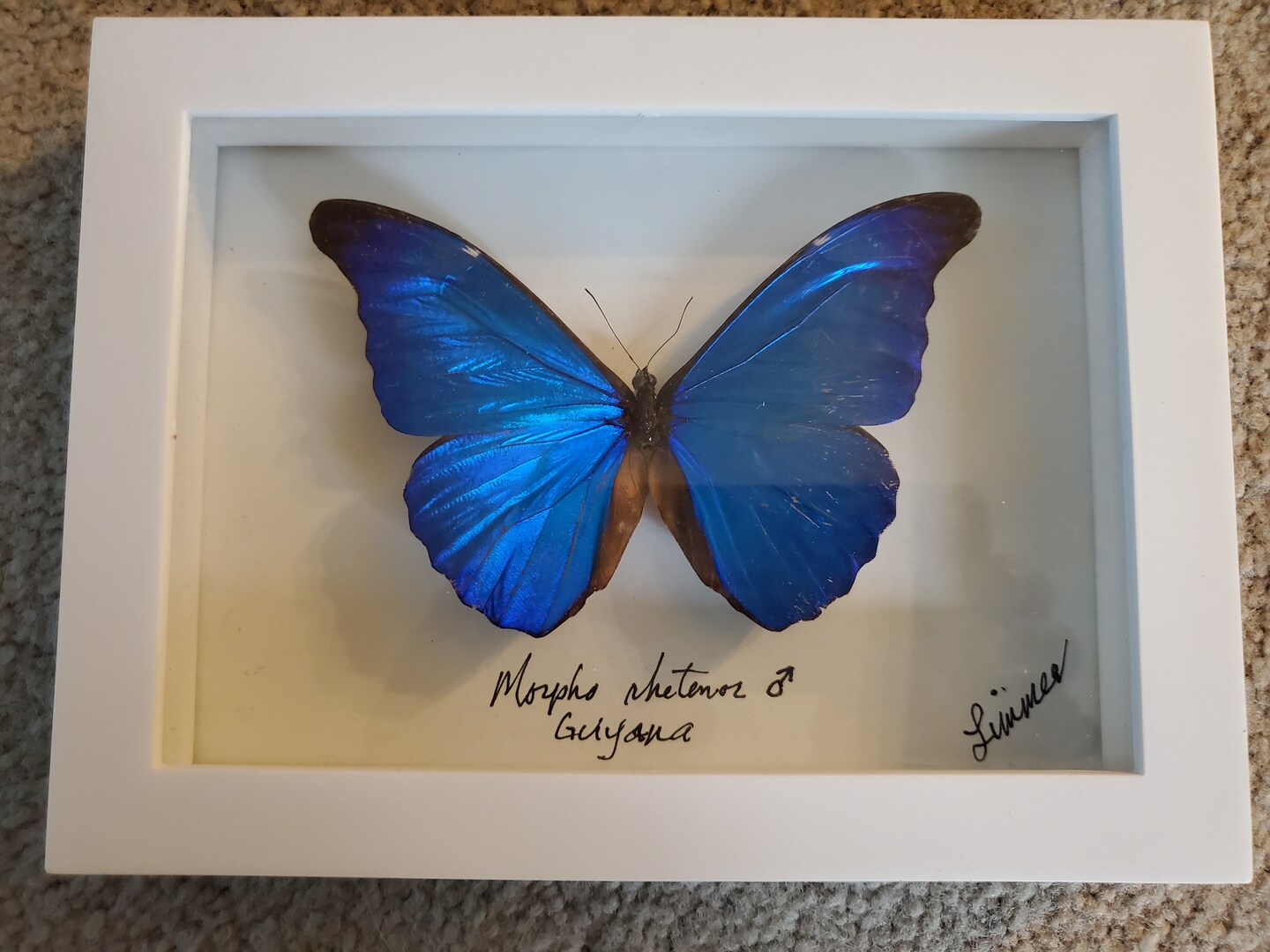 Blue butterfly★タロット Blue Butterfly's Tarot | Sydney NSW