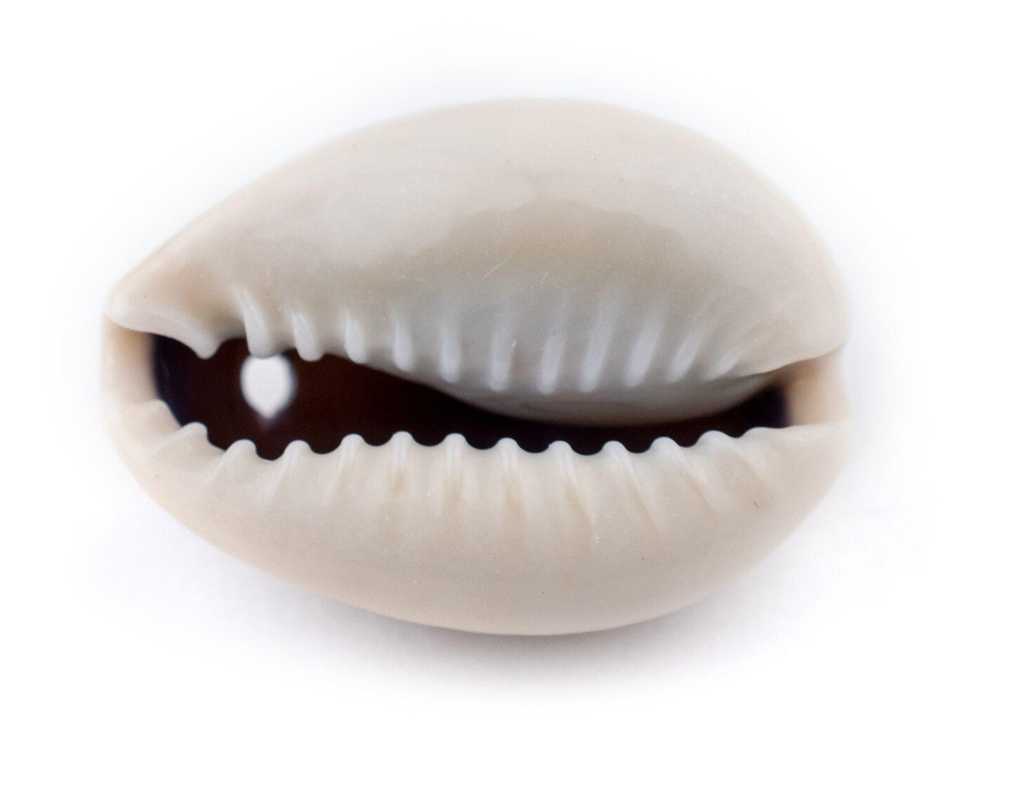 The Bead Chest Drilled Cowrie Shells (Large)