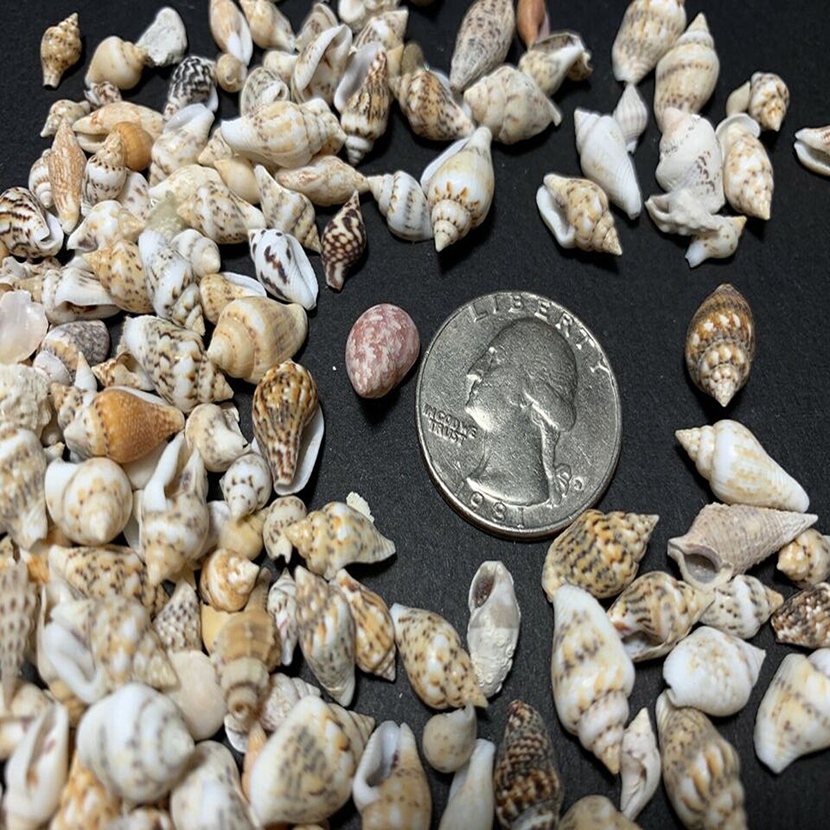 Mini Charming Seashells Mix