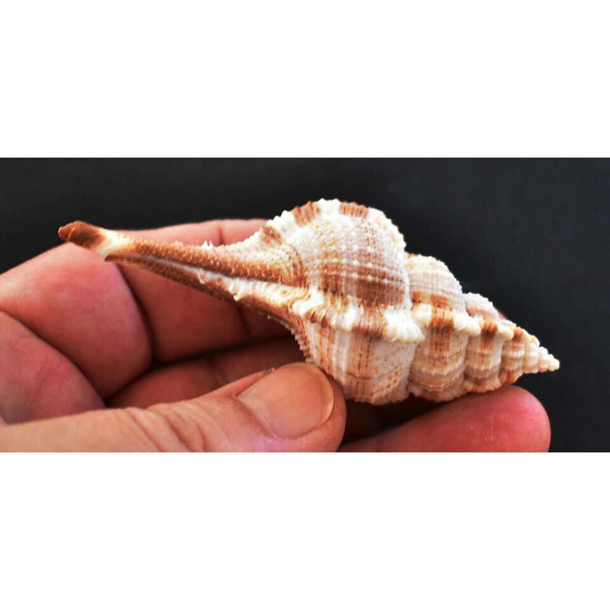 Beautiful Unique Murex Haustellum Shells 6 pcs