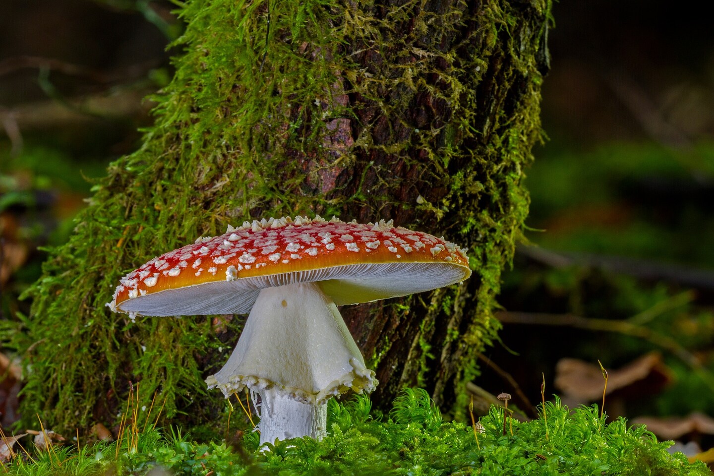 Premium dried Amanita muscaria (fly agaric) mushroom caps for sale 1oz.