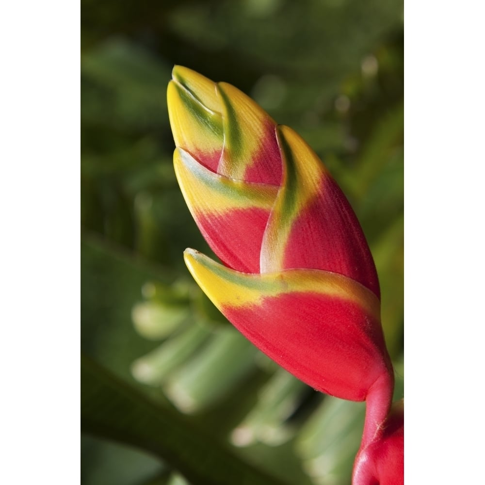 Posterazzi Close-up of lobster-claw heliconia flower; Maui  Hawaii  United States of America Poster Print by Jenna Szerlag / Design