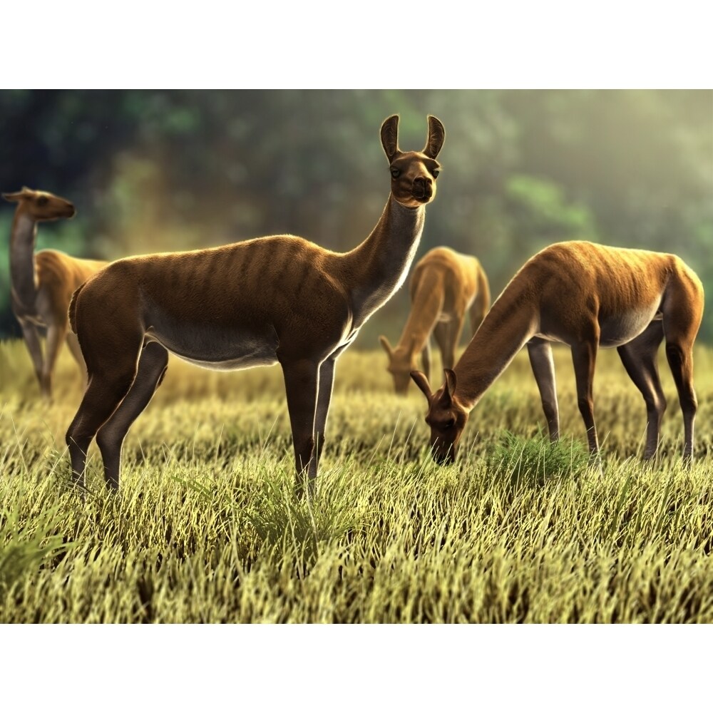 Posterazzi Palaeolama niedae  an extinct South American genus of llama camelid Poster Print