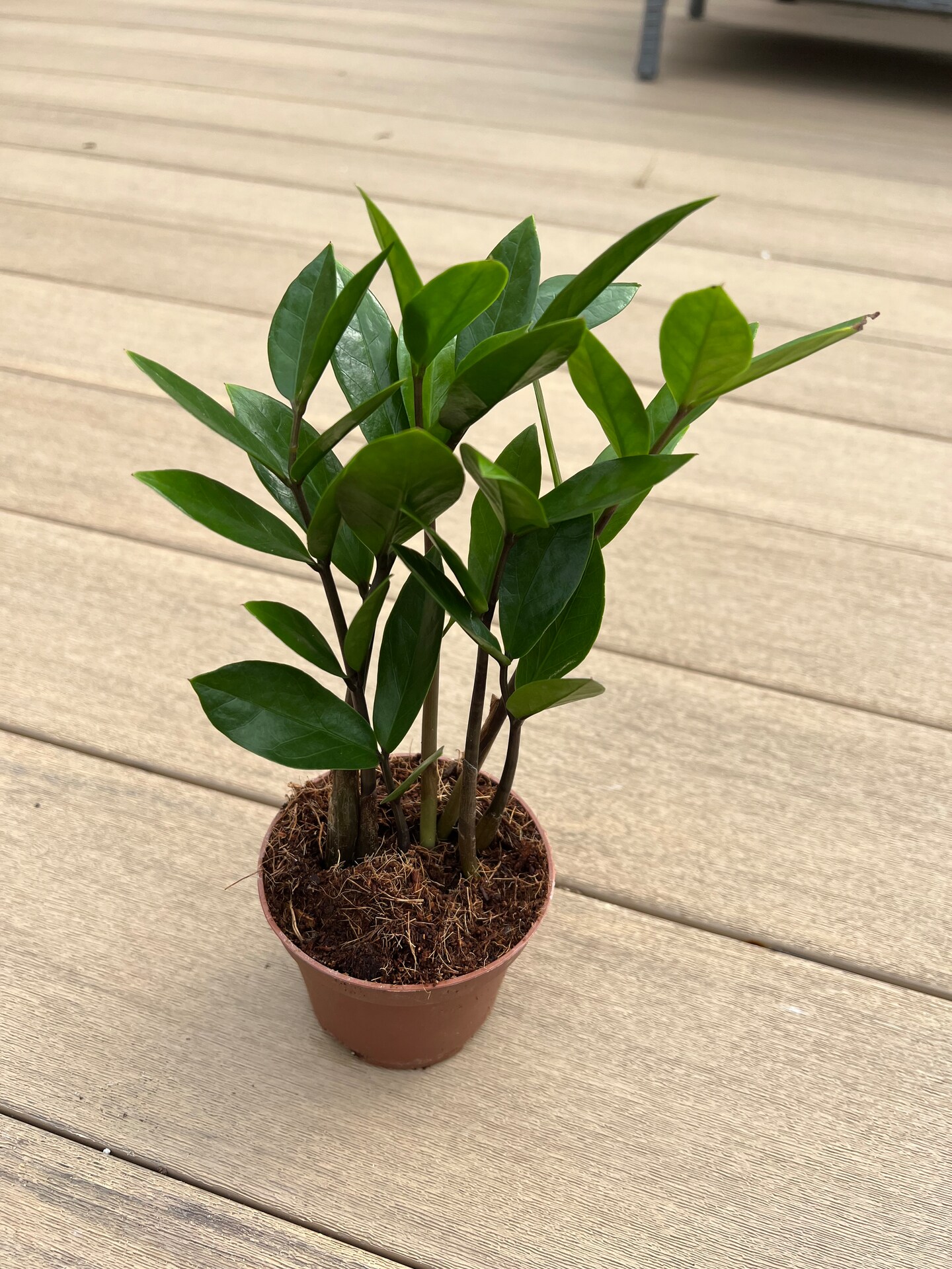 ZZ Plant, Easy Plant, 3.5 | MakerPlace by Michaels