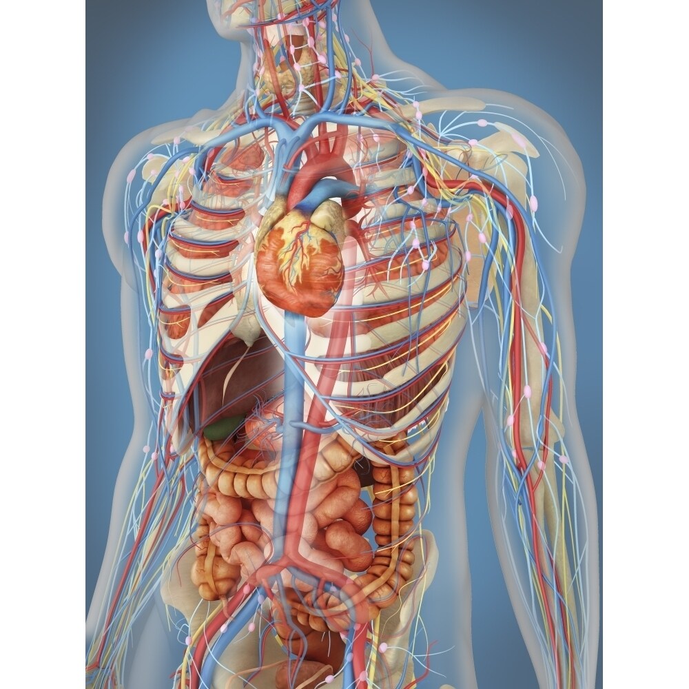 Posterazzi Human body showing heart and main circulatory system position Poster Print