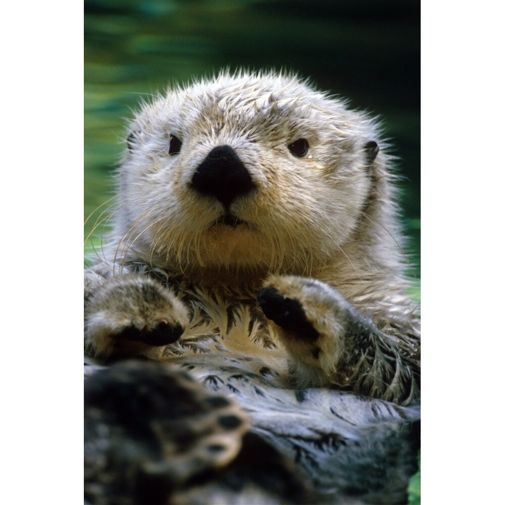 Posterazzi Sea Otter Swimming At Tacoma Zoo Captive Poster Print