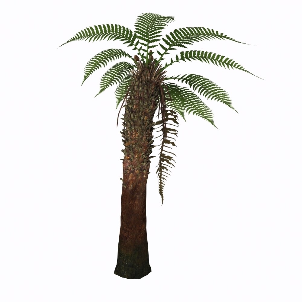 Posterazzi Dicksonia antarctica tree fern. Poster Print by Corey Ford/Stocktrek Images