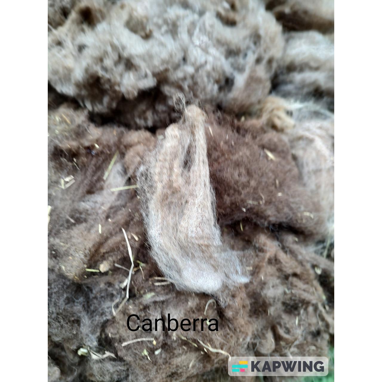 Shetland Raw Fleece, Jasmin product 3