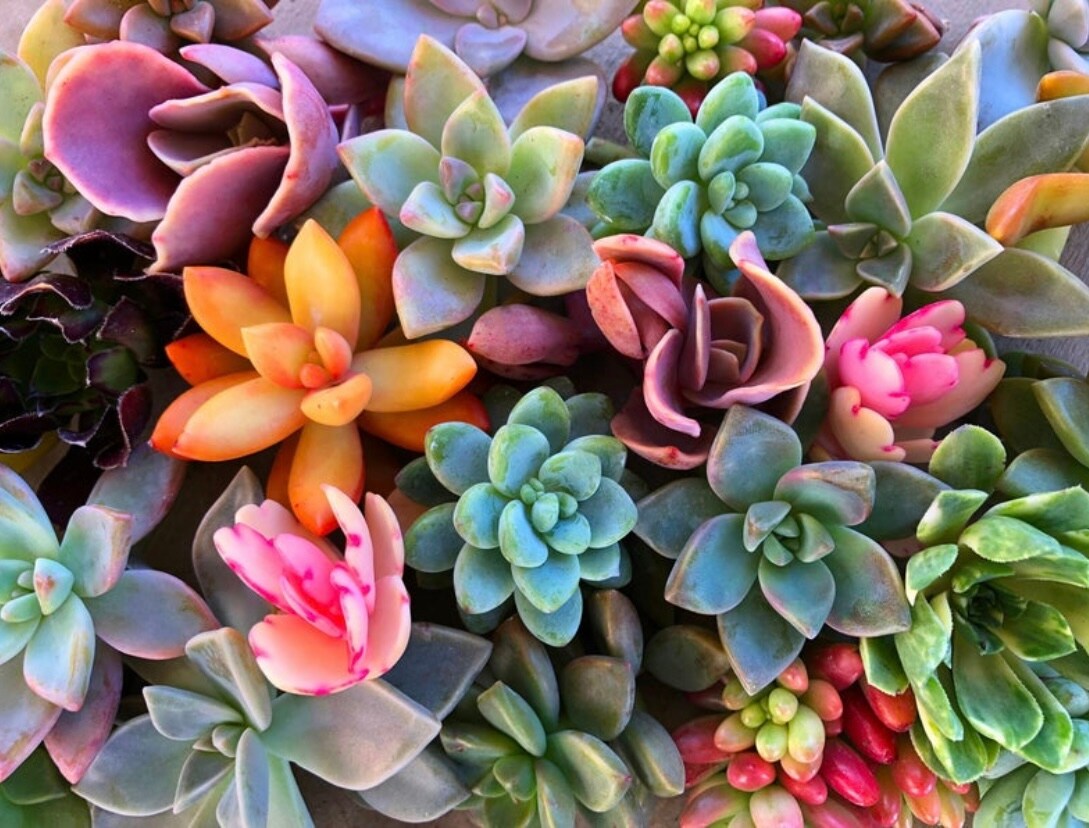 10 Mini Fairy Garden Succulent Cuttings - Live Succulent Plants |  MakerPlace by Michaels, image size:1080x821