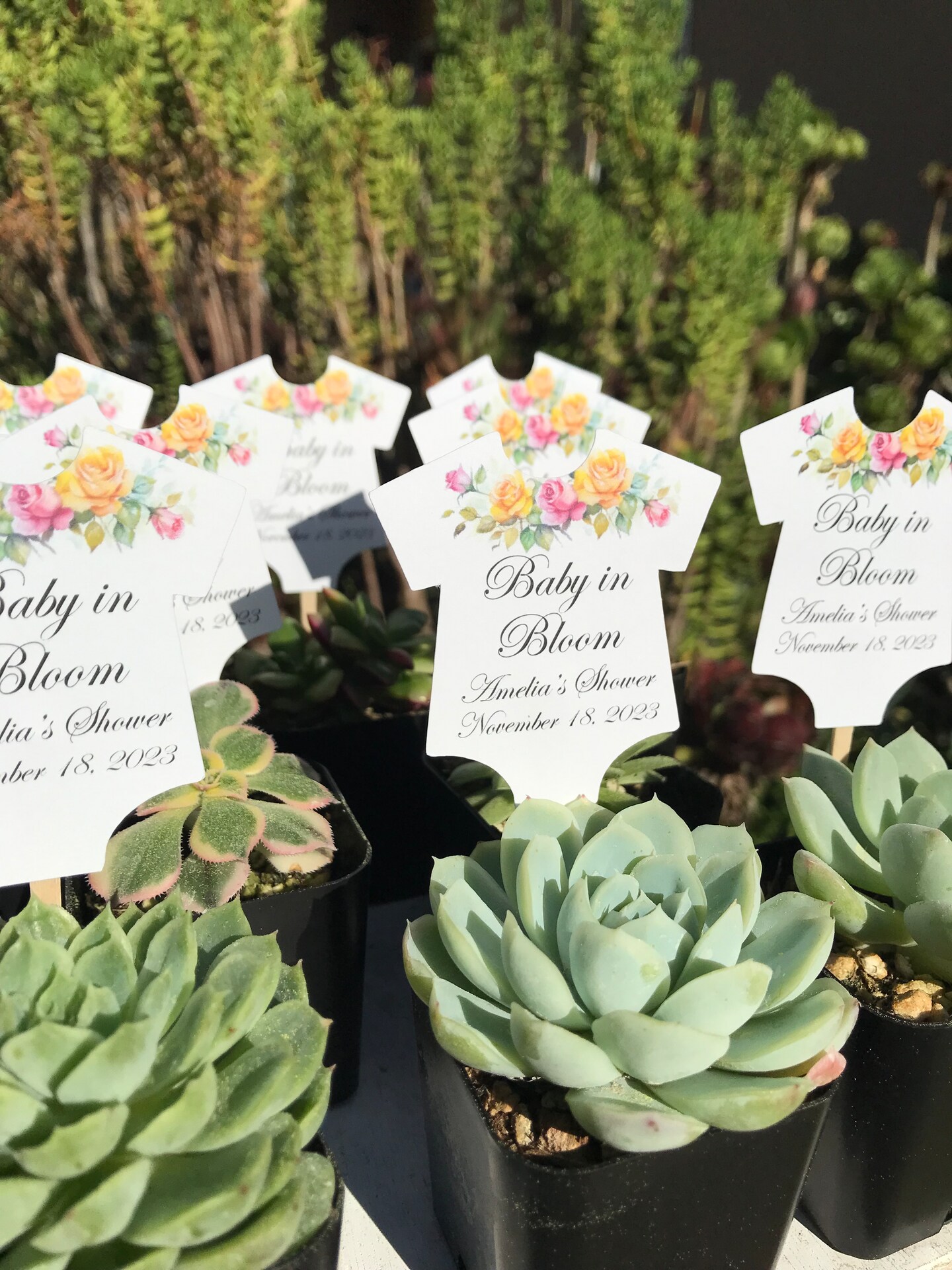Shower Decorations Baby Shower Plant Favors Succulent Party Plant
