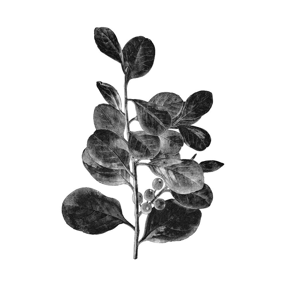 Botanical Black 1 Poster Print by Allen Kimberly - Item # VARPDXKASQ1349A