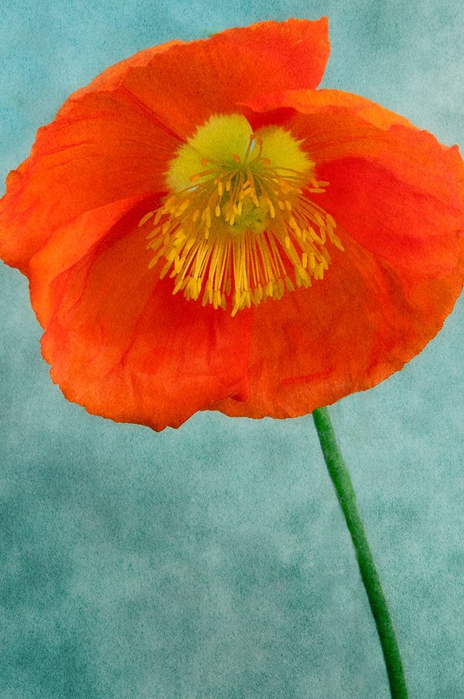 Poppy 2 Poster Print by Dianne Poinski - Item # VARPDXQPDRC035B