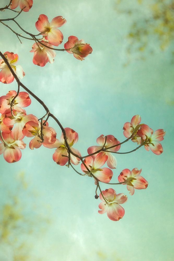 Pink Petals 1 Poster Print by Dianne Poinski - Item # VARPDXQPDRC9201