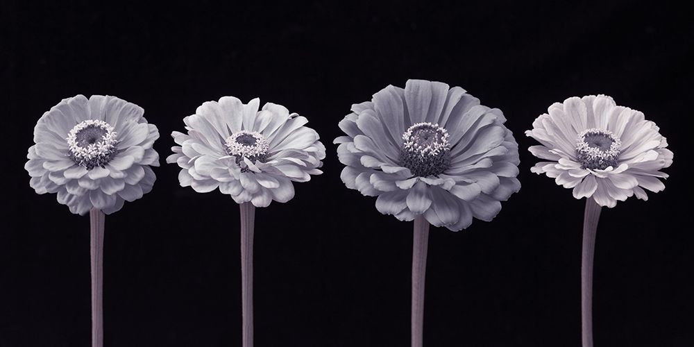 Four Zinnia flowers in a row Poster Print by Assaf Frank # AF20140804242C03