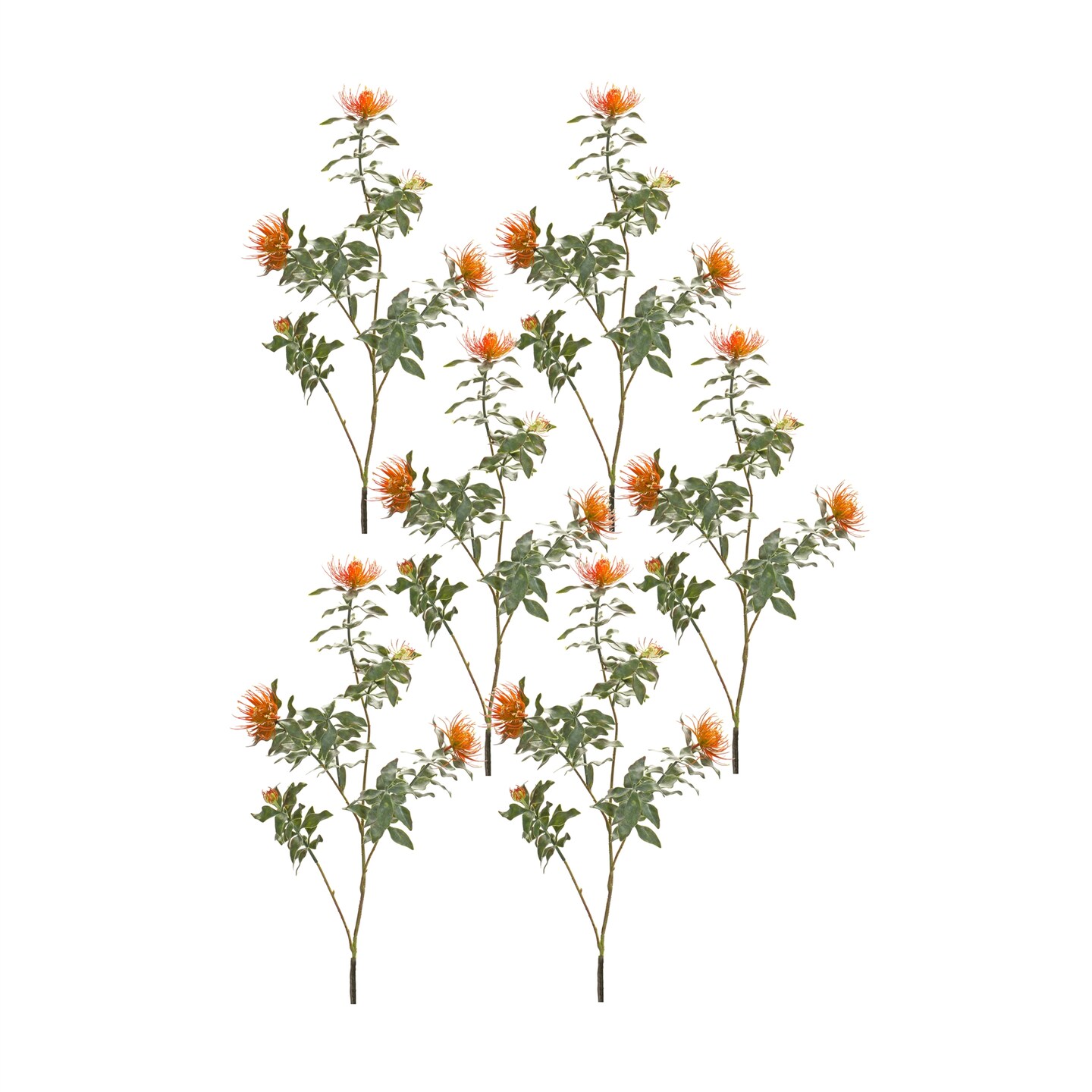 Protea Stem (Set of 6)
