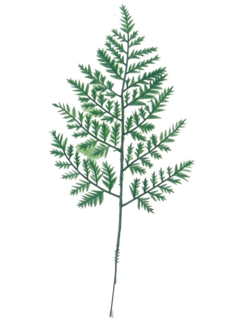 11" Green Leather Leaf - 2 Pieces, Lifelike Floral Accents for Wreaths, Bouquets, and Home Decor - Elegant Greenery for Crafts and Arrangements - Floral Home by Artificial Flowers