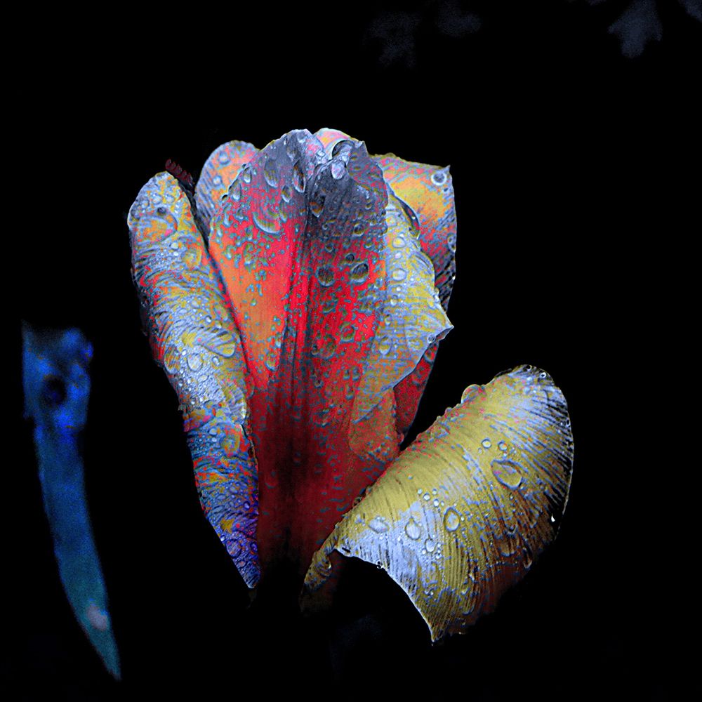 Tulpen-Nacht by Matthias Baumann - Item # VARPDXIG8772