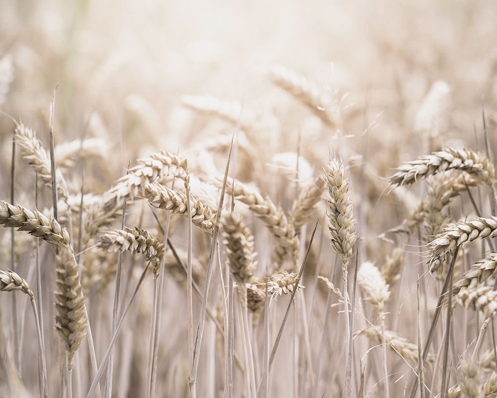 Mute Wheat Field Poster Print by Leah Straatsma # LSRC081