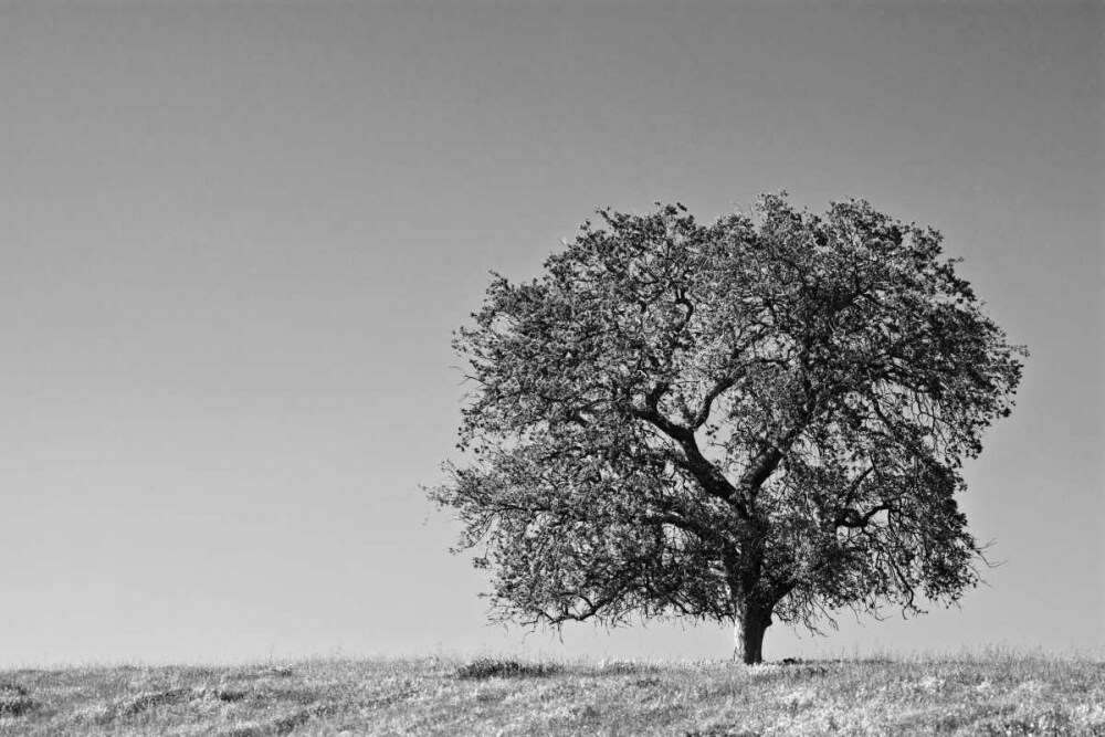 CA, Lone oak tree in the Sierra Nevada foothills by Dennis Flaherty - Item # VARPDXUS05BJY0218