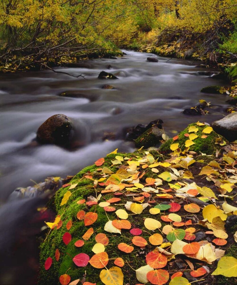 CA, Sierra Nevada, Autumn along McGee Creek by Christopher Talbot Frank - Item # VARPDXUS05BJA1140
