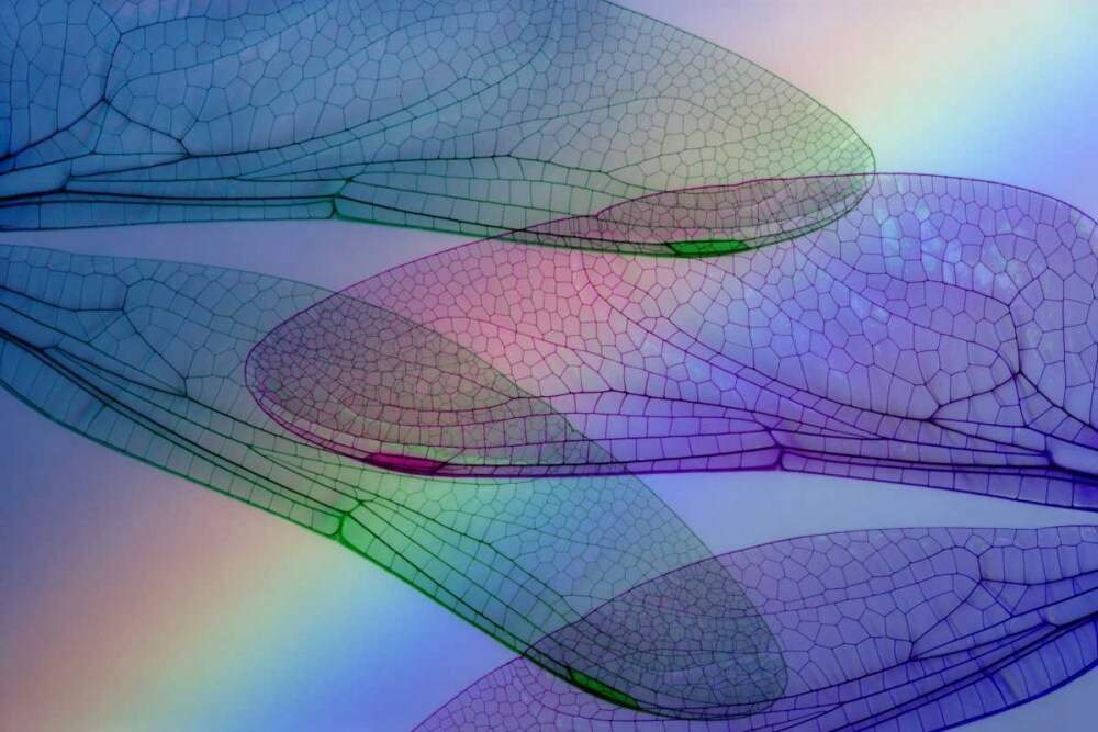 Abstract of dragonfly wings and rainbow by Don Paulson - Item # VARPDXAB01BJA0013