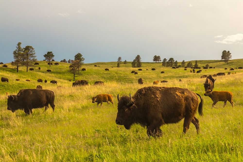 South Dakota-Custer State Park-bison herd by Jaynes Gallery - Item # VARPDXUS42BJY0120