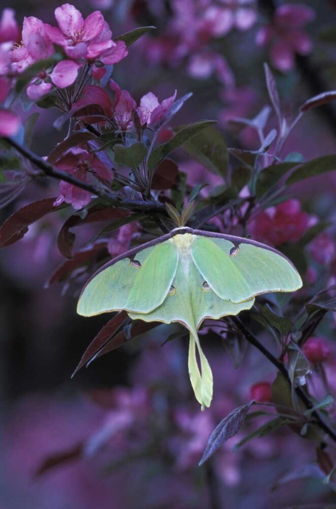 USA, Pennsylvania Luna moth on crabapple tree by Nancy Rotenberg - Item # VARPDXUS39BJA0076