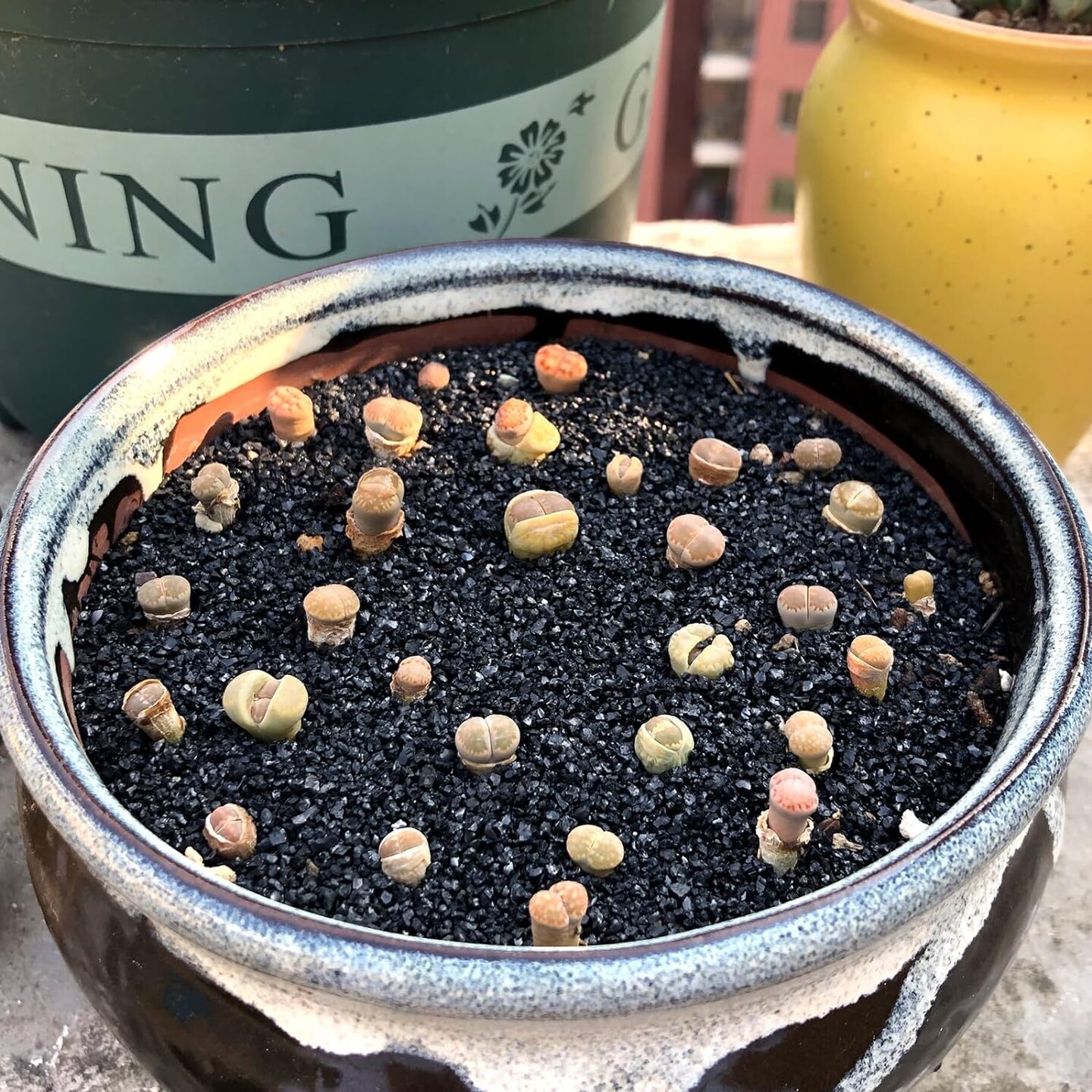 5 lbs Decorative Sand for Vase Filler