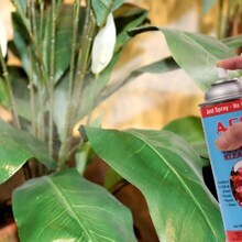 2-Pack: Artificial Plant & Flower Aerosol Cleaner Spray, 14.5OZ , Floral Home by Artificial Flowers