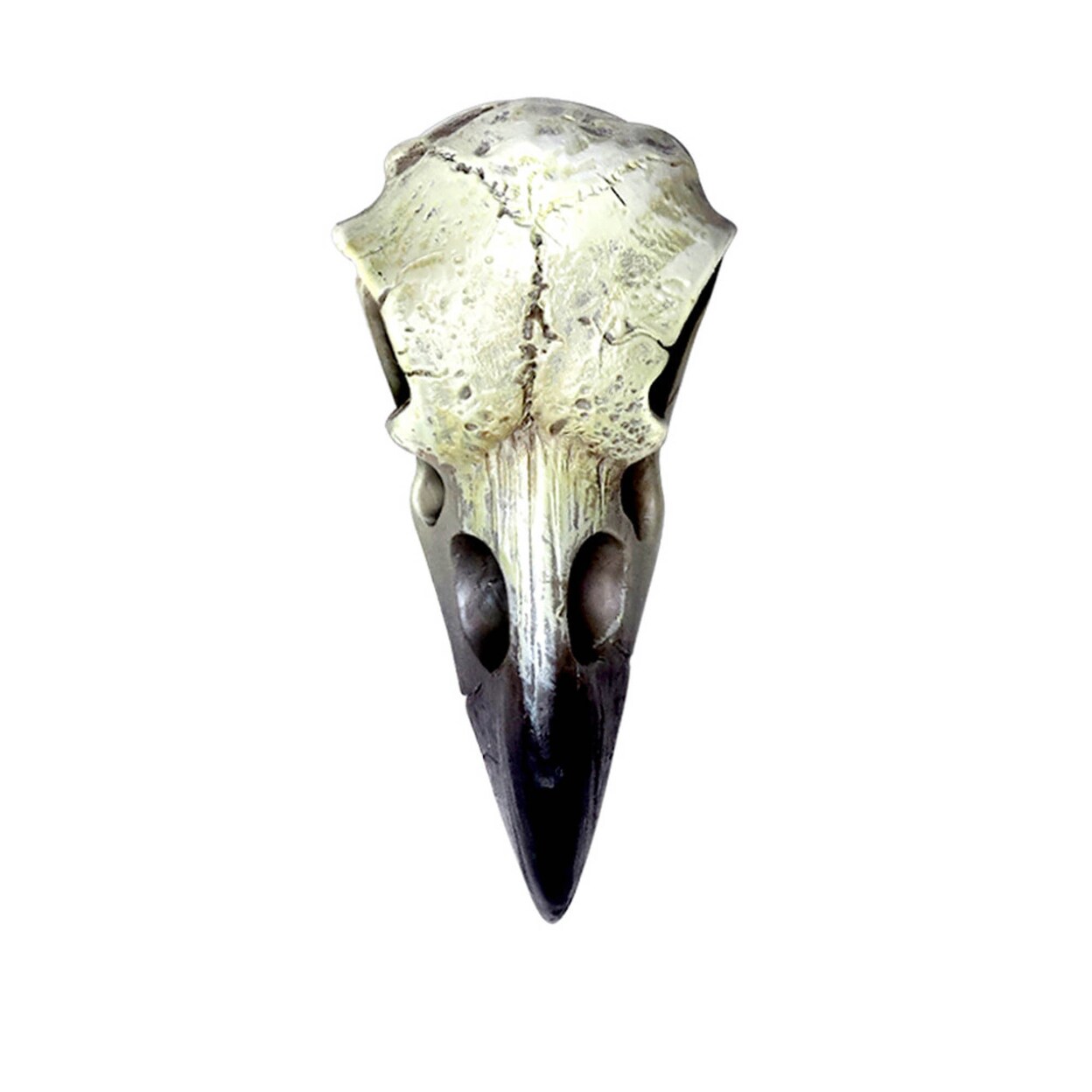 The Vault Resin Reliquary Raven Skull - 2.36"L X 7.0866"W X 8.6614"H