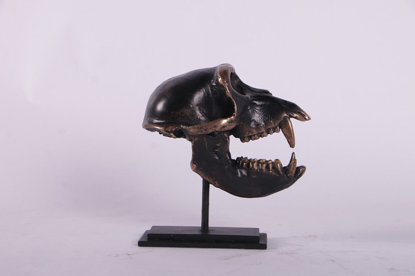 Monkey Macaque Skull Life Size Statue