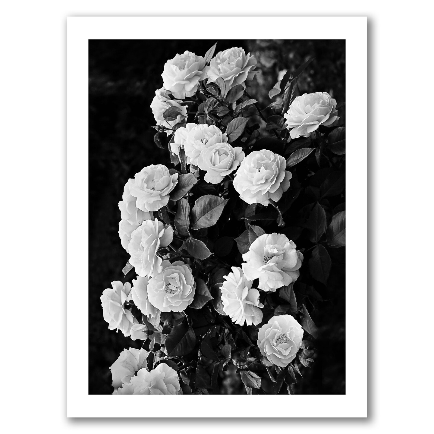 Roses by Sisi And Seb Frame  - Americanflat