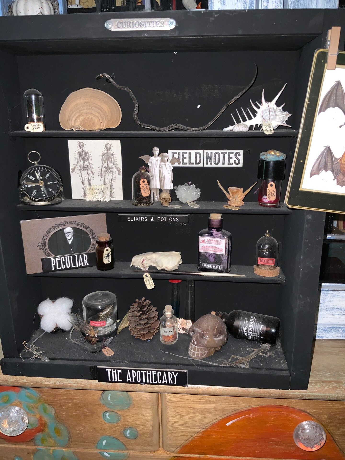 Cabinet of Curiosities cigar box image 2