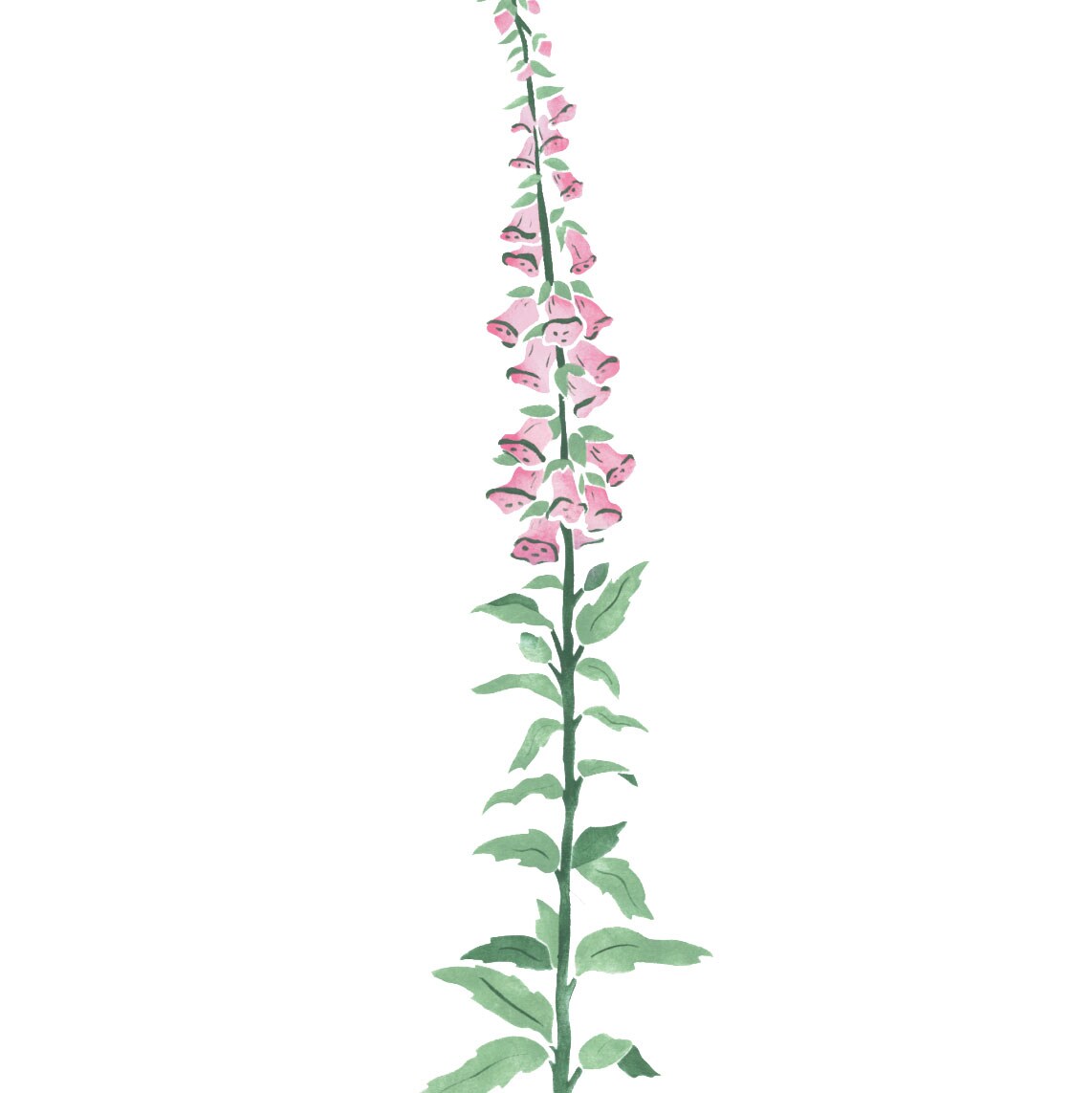 Small Foxglove Flower Wall Stencil | 2747R by Designer Stencils | Floral Stencils | Reusable Art Craft Stencils for Painting on Walls, Canvas, Wood | Reusable Plastic Paint Stencil for Home Makeover | Easy to Use &#x26; Clean Art Stencil
