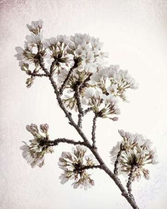 Flowering Cherry II Poster Print by Kathy Mahan - Item # VARPDXPSMHN713
